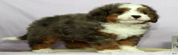 Mini Bernedoodle dogs for sale: Luke - Ad 5