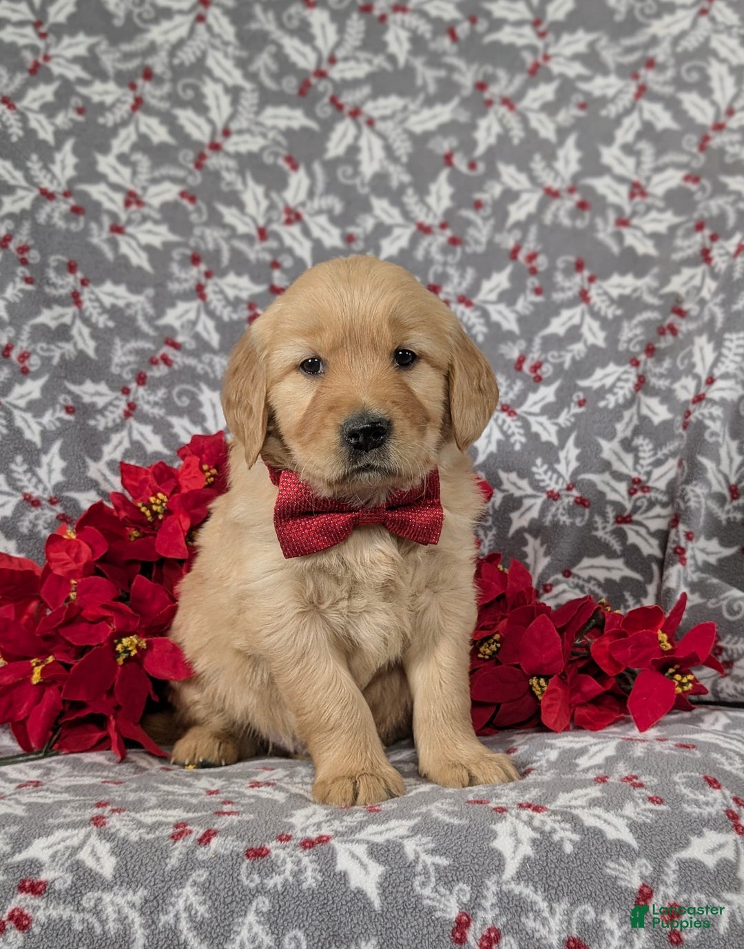 Golden Retriever dogs for sale: Braedon - Ad 3