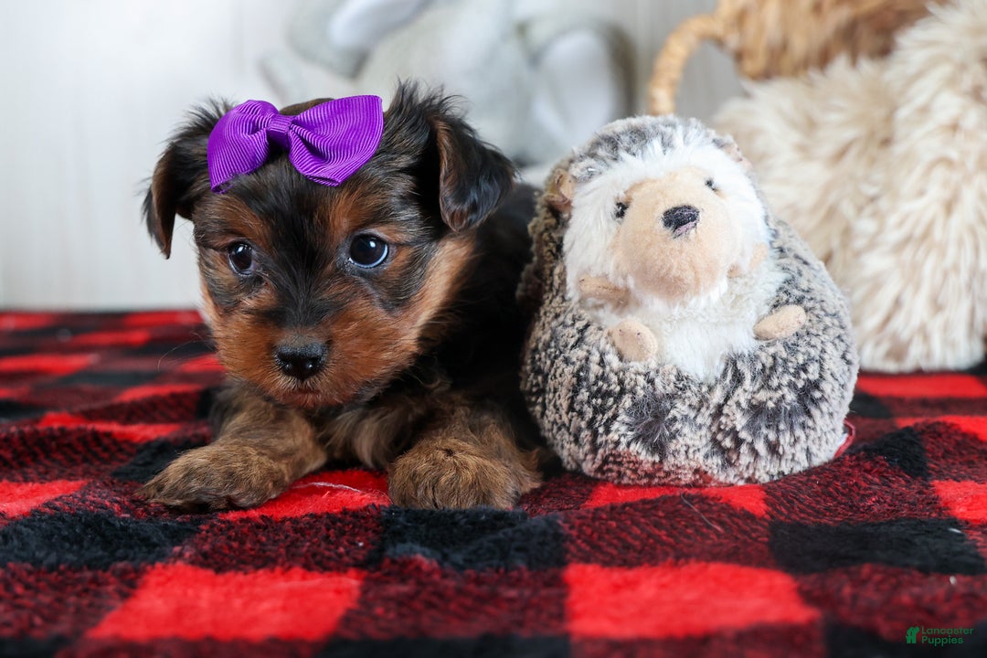 Yorkshire Terrier dogs for sale: CALLIE - Ad 13