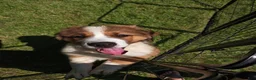 Mixed Breed dogs for sale: Marley - Ad 38