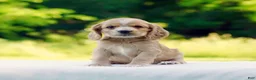 Cocker Spaniel dogs for sale: Tessa - Ad 4