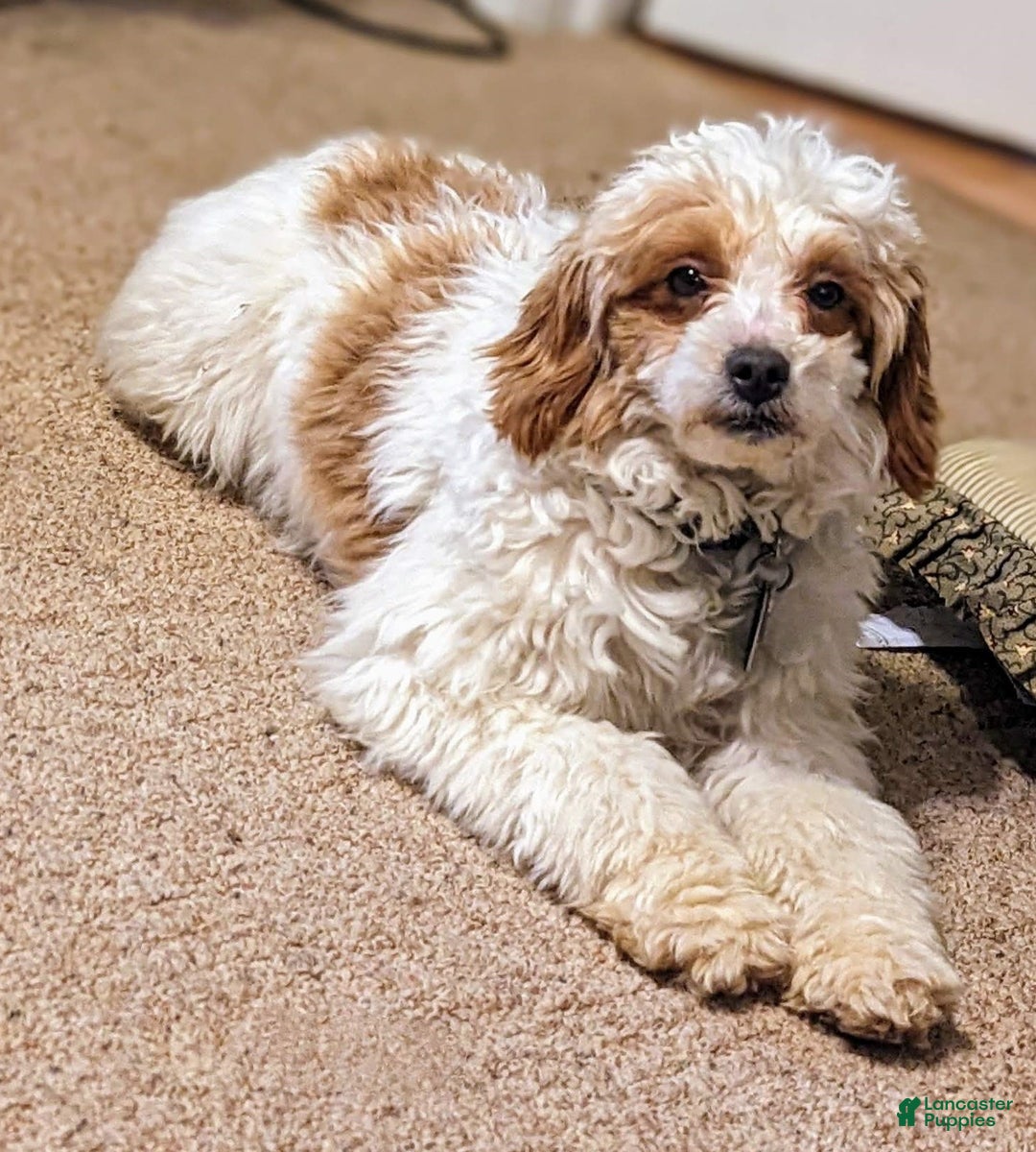 Mini Goldendoodle dogs for sale: Norman - Ad 6