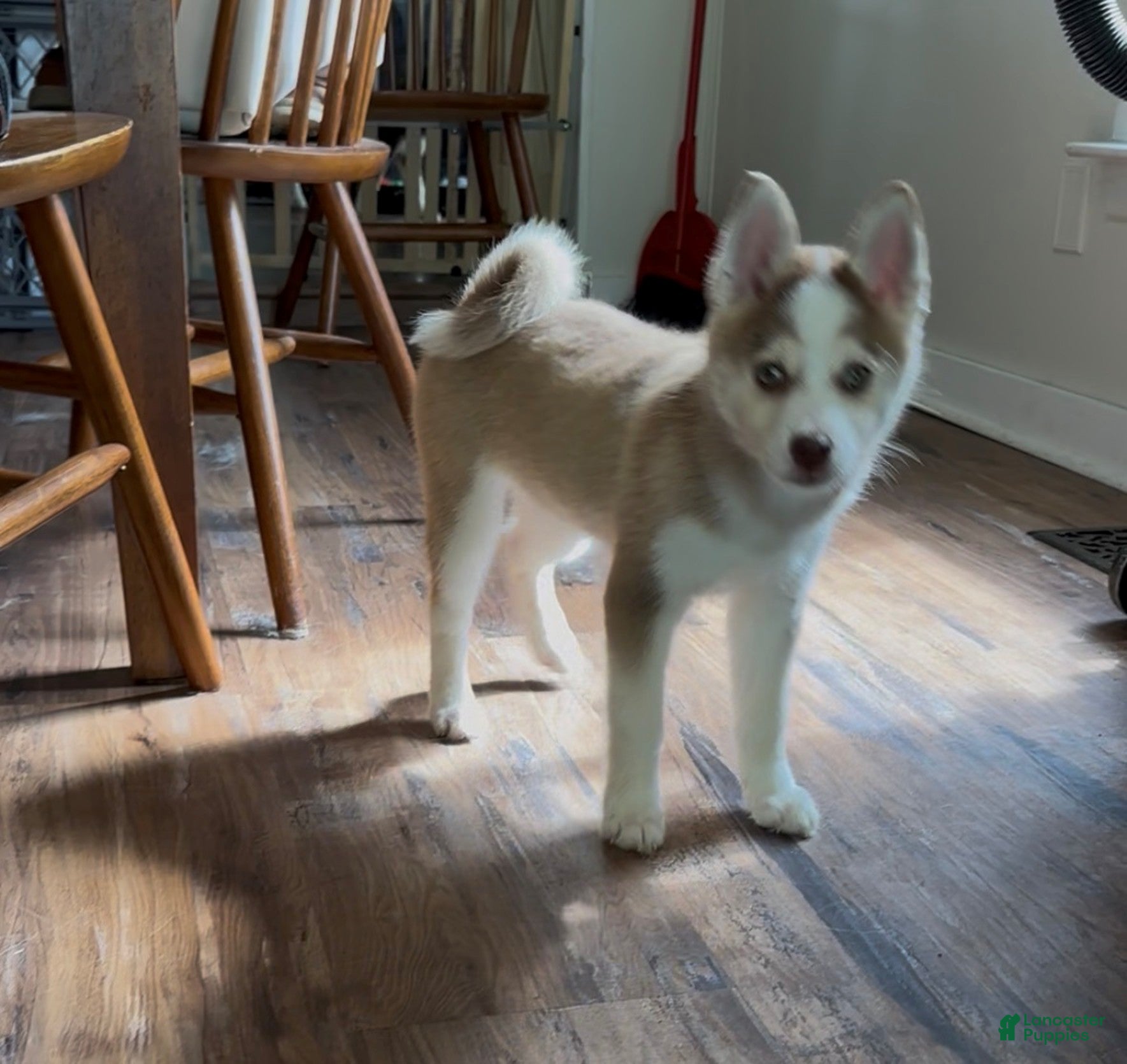 Pomsky dogs Roxi - Ad 2