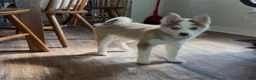 Pomsky dogs for sale: Roxie - Ad 2