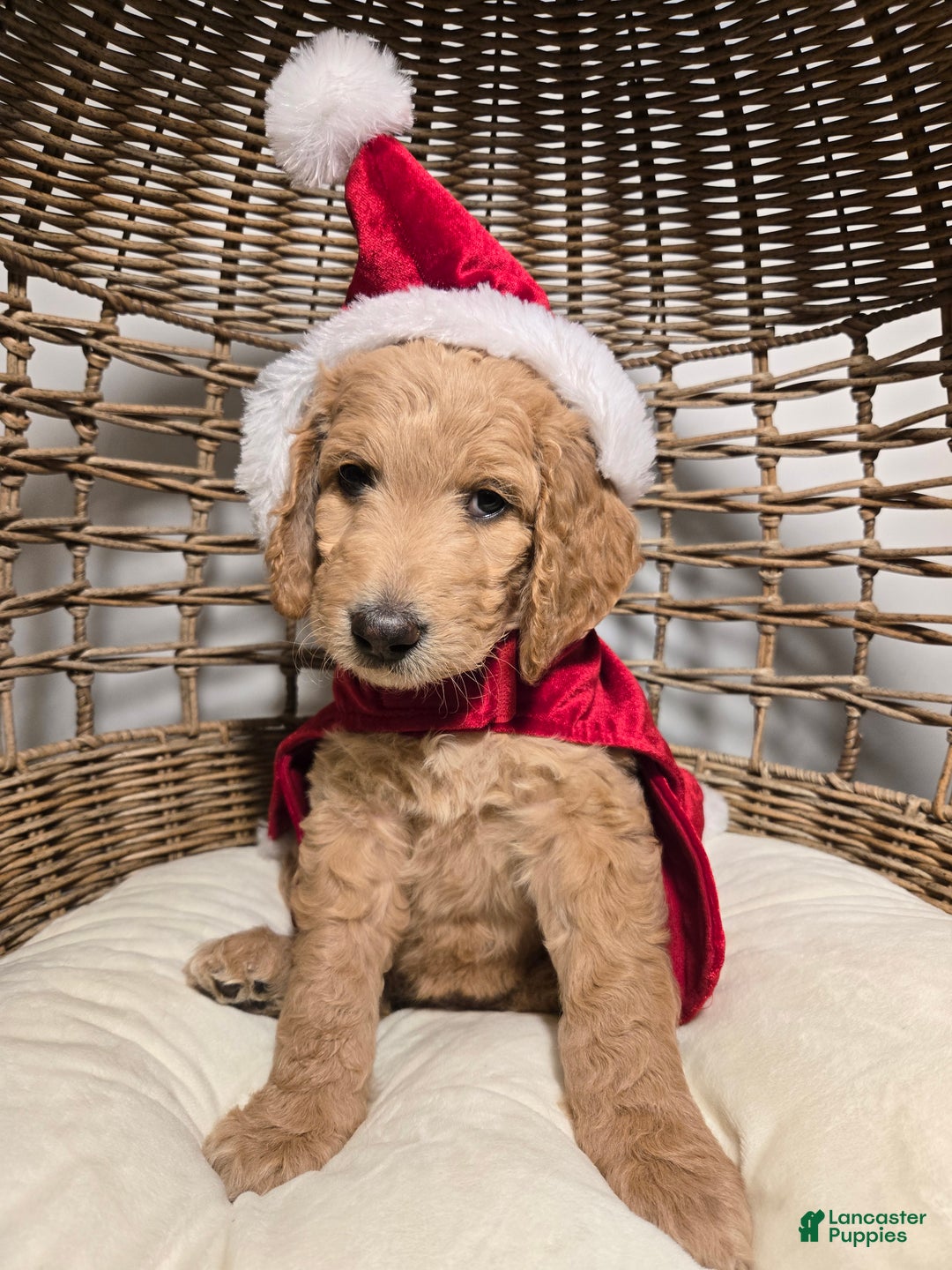 Goldendoodle dogs for sale: Mochi - Ad 3