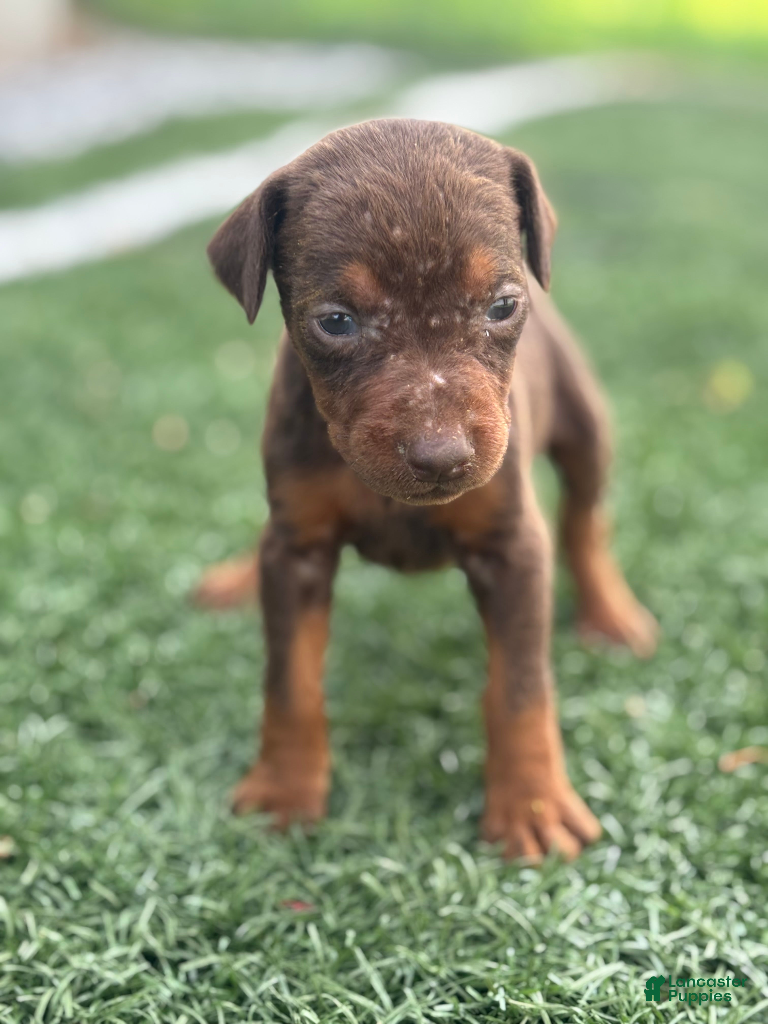 Doberman Pinscher dogs Zoe - Ad 2
