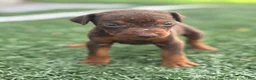 Doberman Pinscher dogs for sale: Zoe - Ad 2