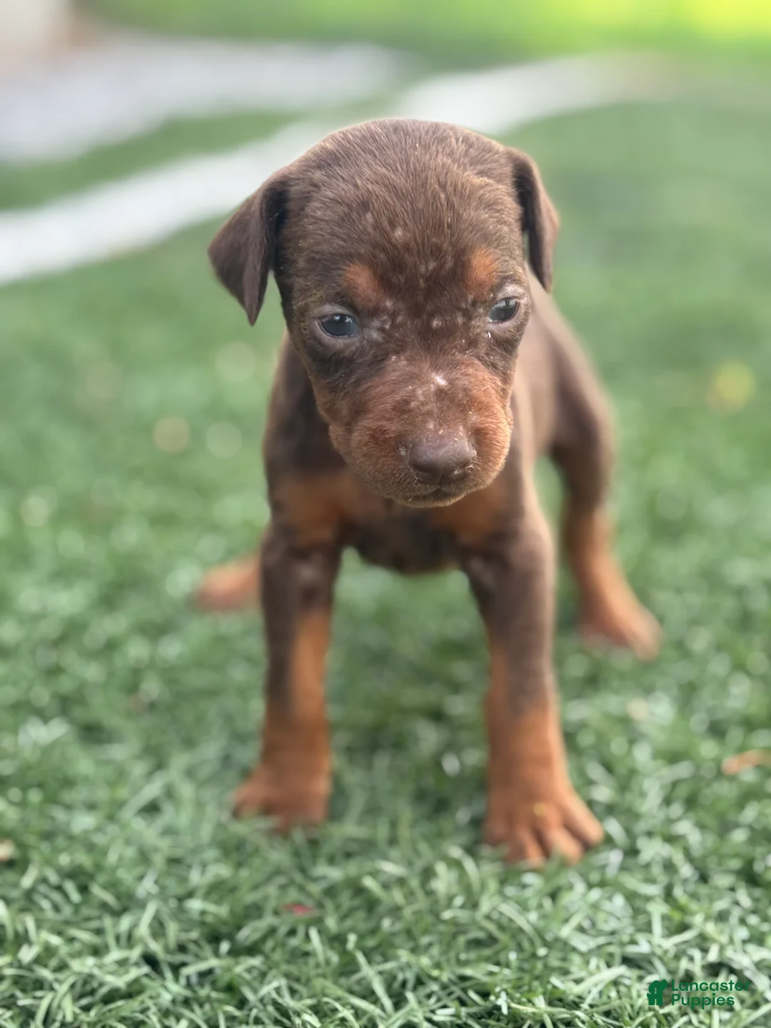 Doberman Pinscher dogs for sale: Zoe - Ad 2