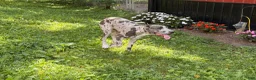 Great Dane dogs for sale: Echo - Ad 10