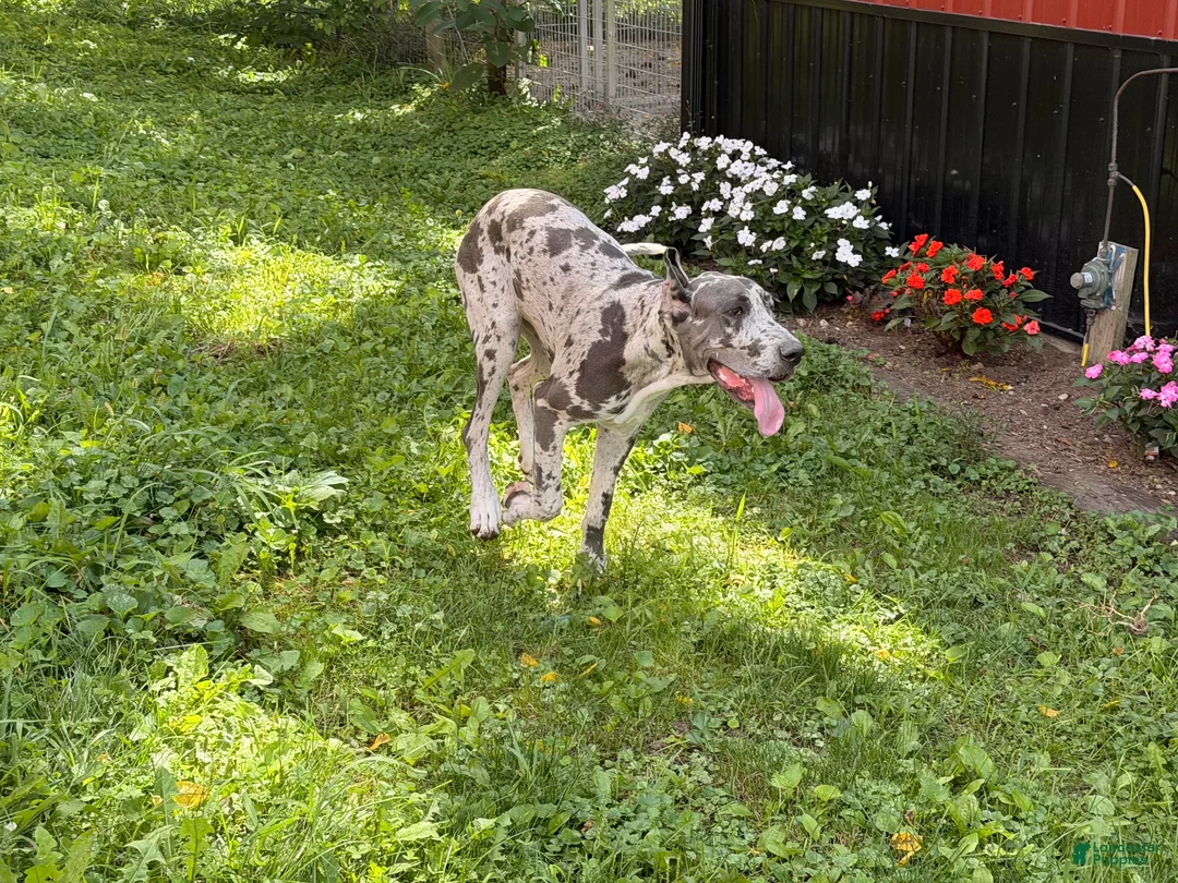 Great Dane dogs for sale: Echo - Ad 10