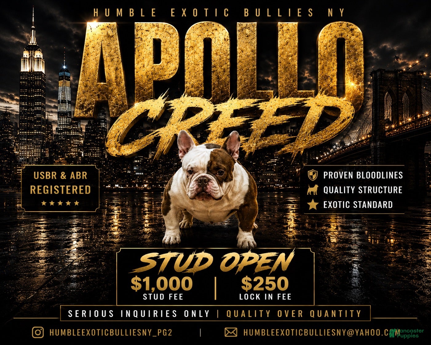 American Bully dogs for stud: APOLLO CREED 💦🧬 - Ad 1