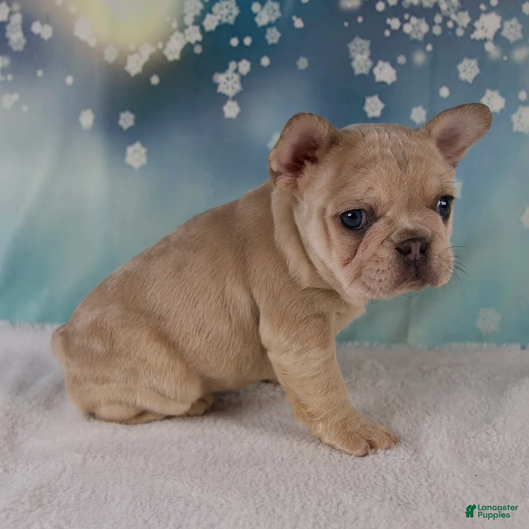 French Bulldog dogs for sale: Mika - Ad 5