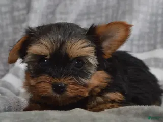 Yorkshire Terrier dogs Theodore - Ad 1