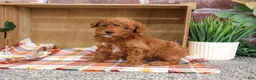 Miniature Poodle dogs for sale: Apollo - Ad 4
