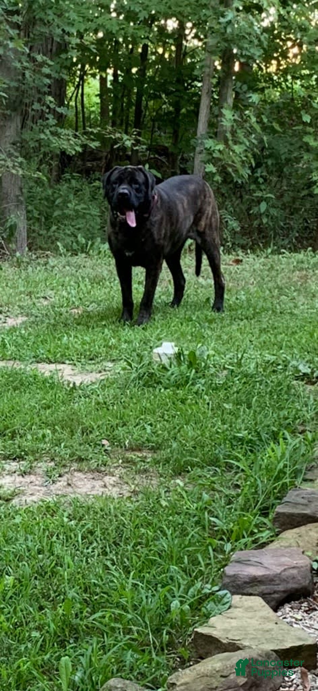 Gallery Image {{count}}