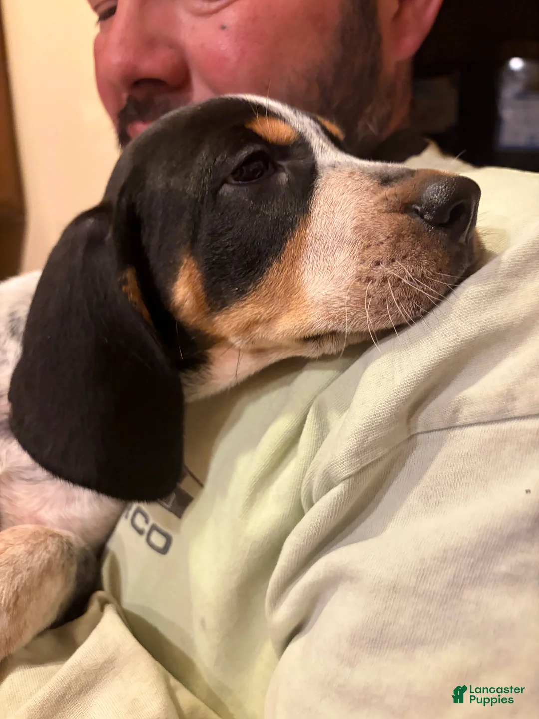 Coonhound dogs for sale: Coonhound Puppy 1 - Ad 1