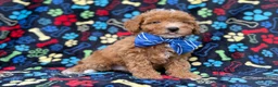 Cavapoo dogs for sale: Artie - Ad 5