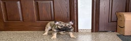 French Bulldog dogs for sale: Joy - Ad 5