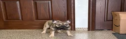 French Bulldog dogs for sale: Joy - Ad 5