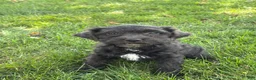 Miniature Poodle dogs for sale: Ella - Ad 3