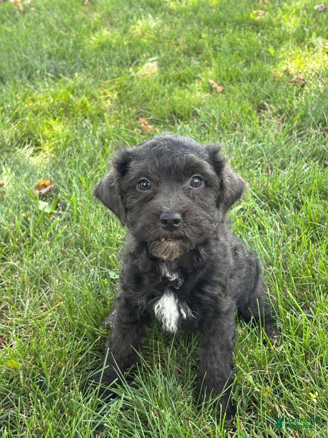 Miniature Poodle dogs for sale: Ella - Ad 3