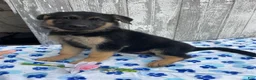 German Shepherd dogs for sale: Kaiser - Ad 2