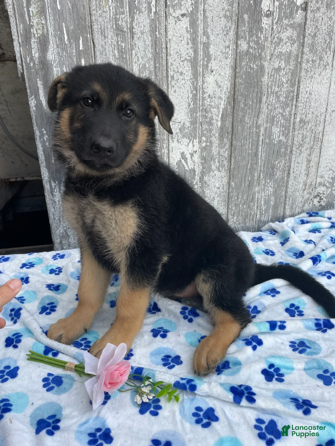 German Shepherd dogs for sale: Kaiser - Ad 2