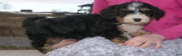 Mini Bernedoodle dogs for sale: Mini Bernedoodle Daphne - Ad 15