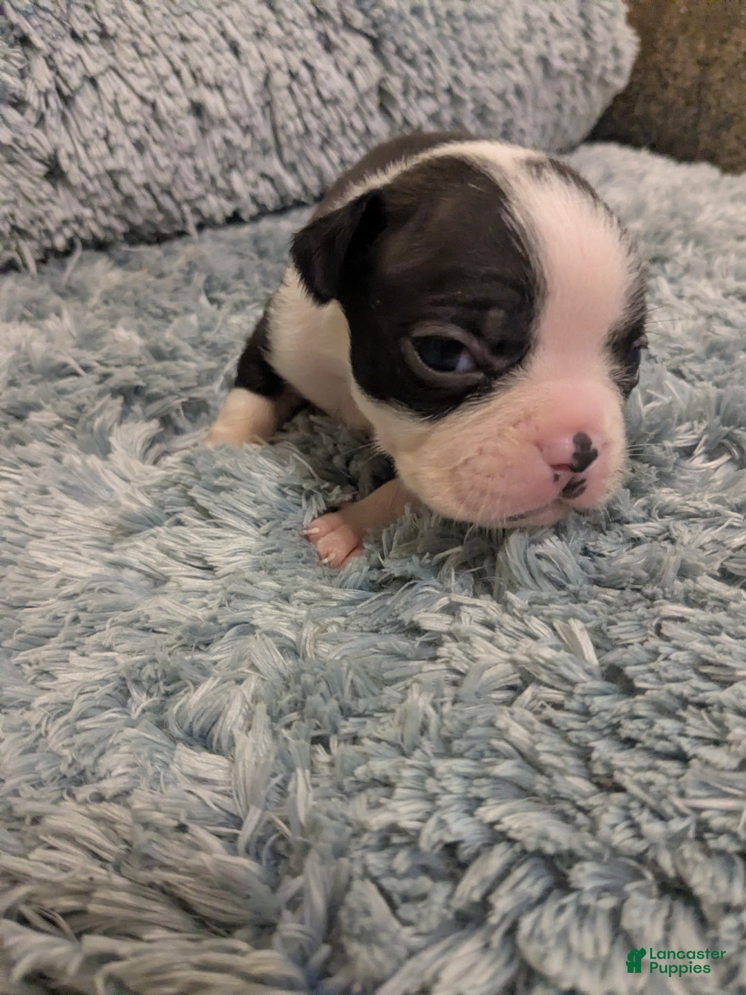 Boston Terrier dogs for sale: Boston Terrier Puppy 2 - Ad 3