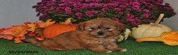 Shorkie dogs for sale: Sugar - Ad 2