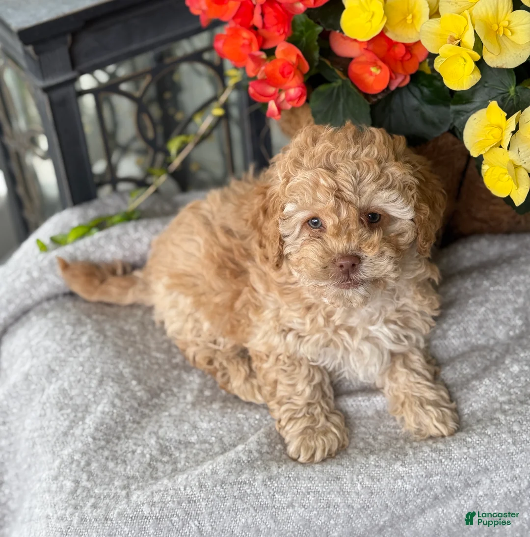 Mixed Breed dogs for sale: Quigley - Ad 1