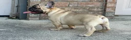 French Bulldog dogs for sale: Pete - Ad 5