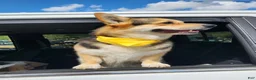 Mixed Breed dogs for sale: Male 2 - Ad 5