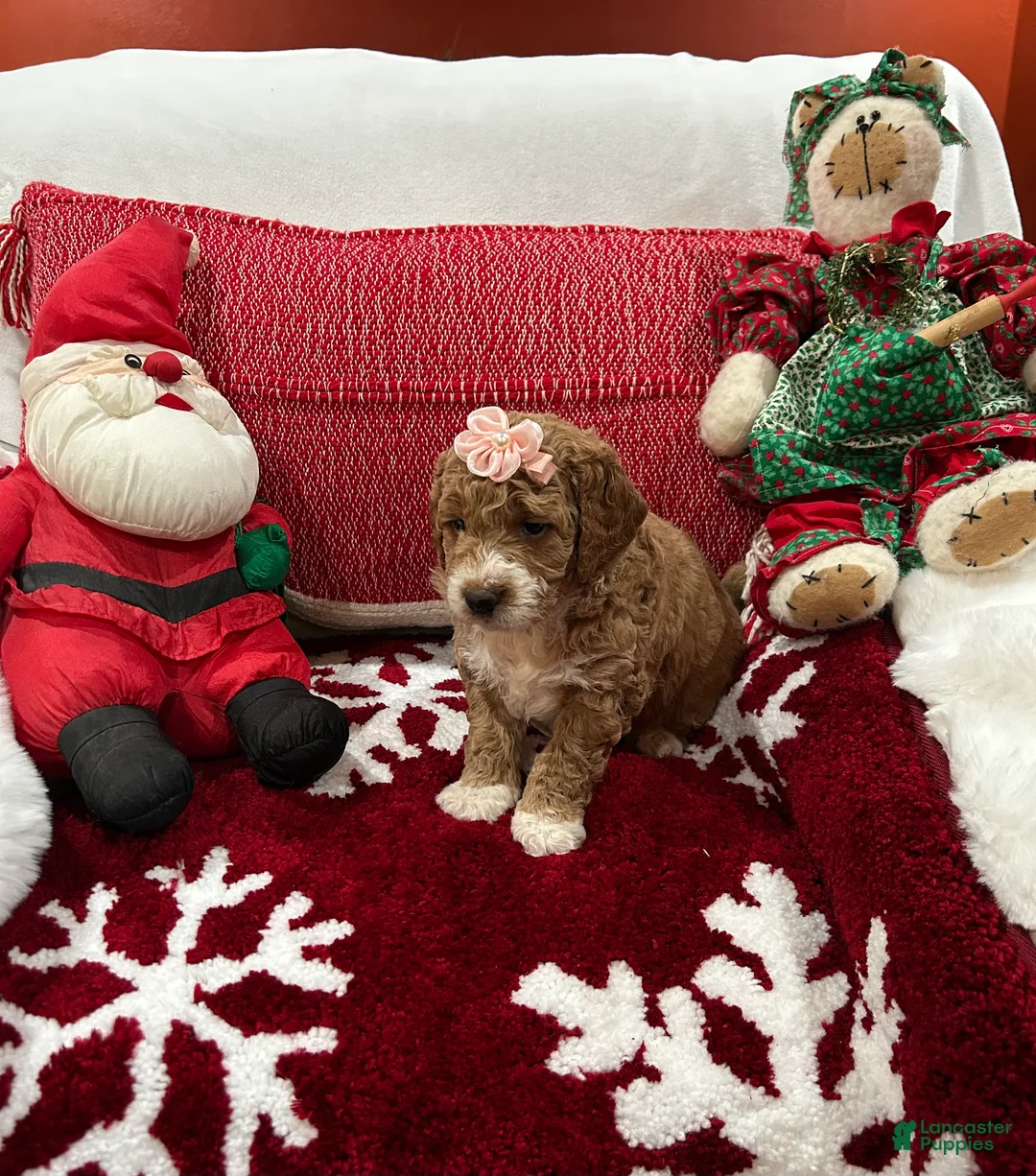 Mini Goldendoodle dogs for sale: Mini Goldendoodle Beauty - Ad 1