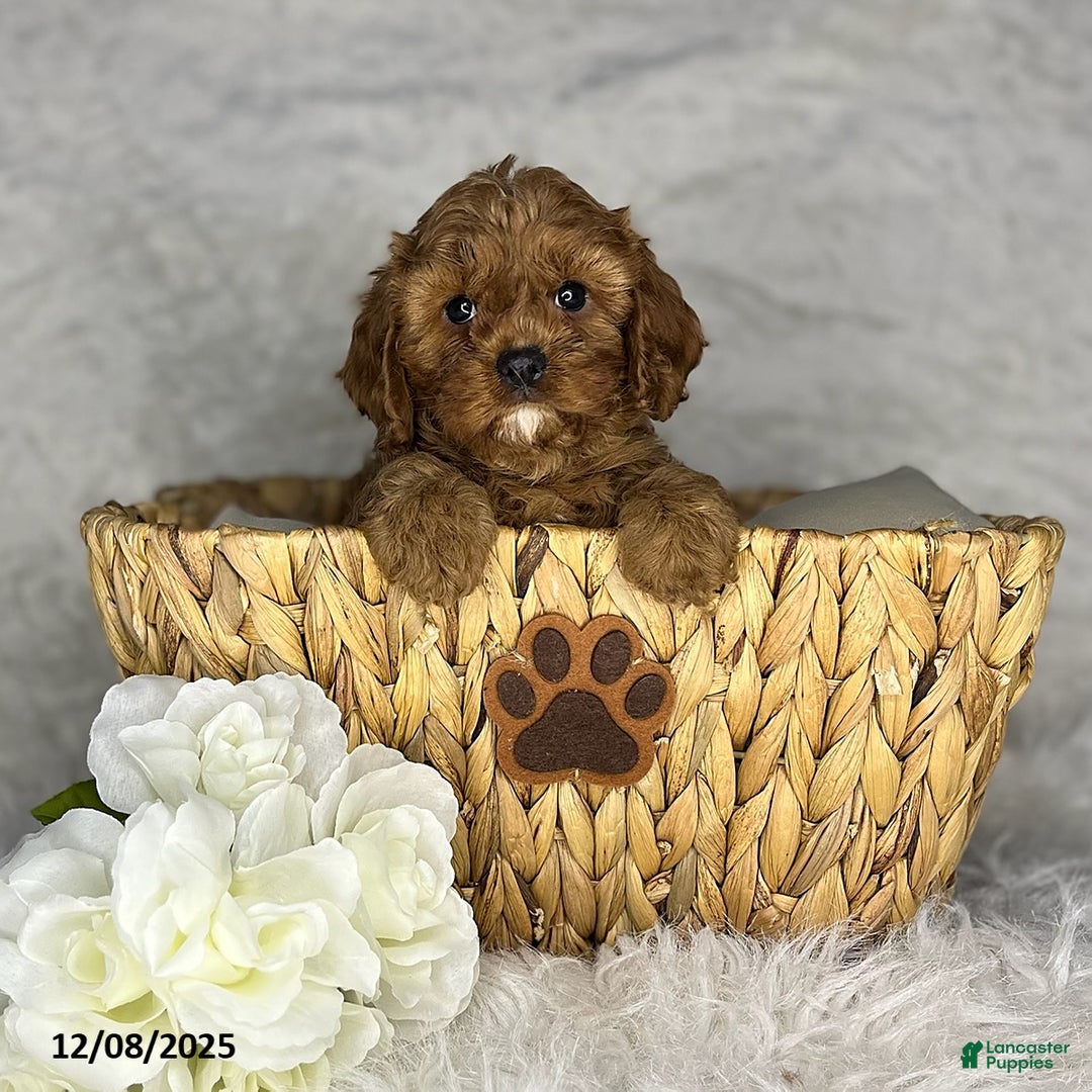 Cavapoo dogs for sale: Ruby - Ad 1