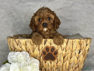 Cavapoo dogs Ruby - Ad 24