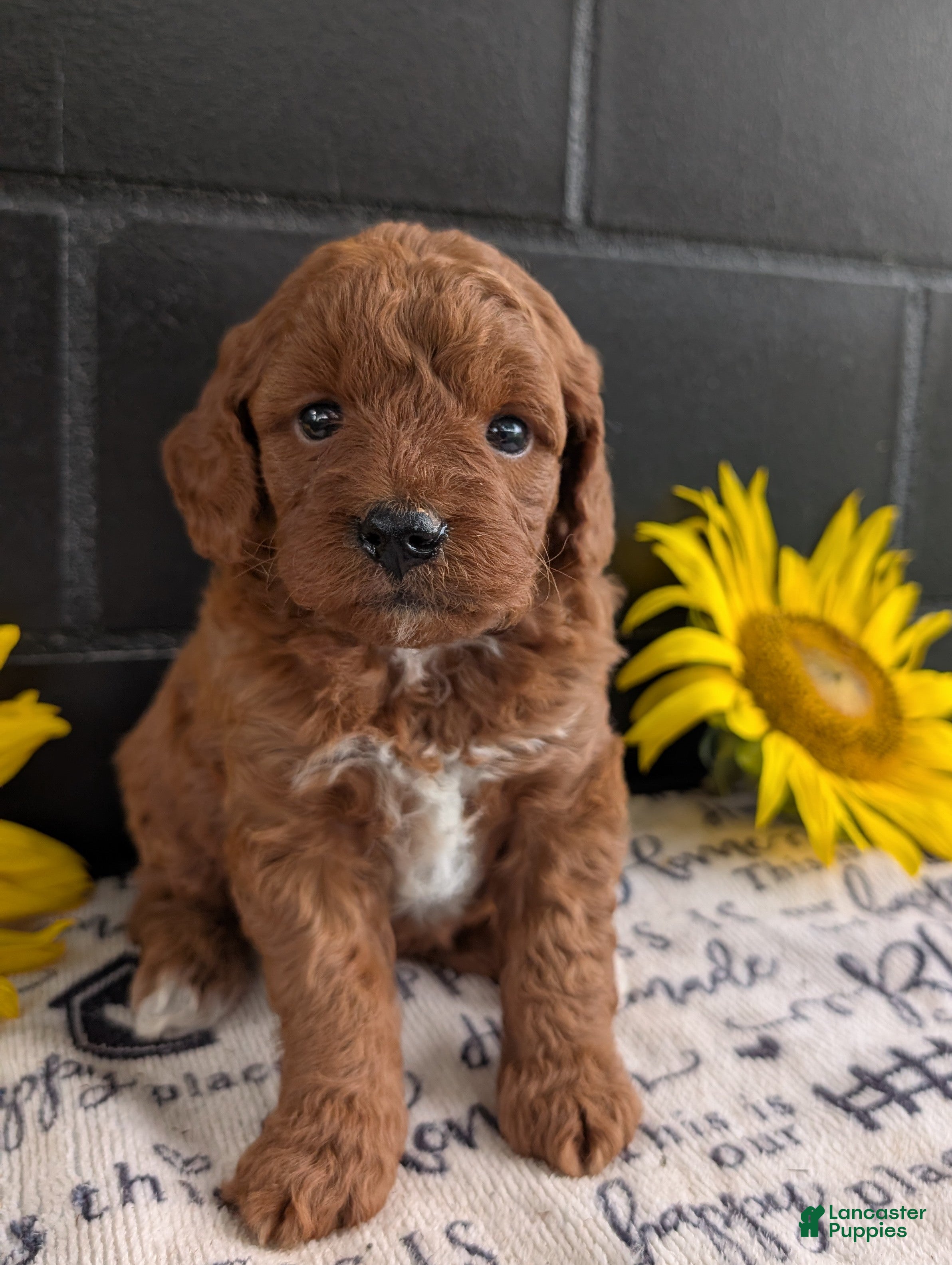 Mini Goldendoodle dogs Mini -Kandi - Ad 1
