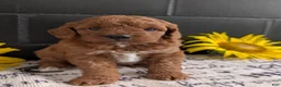 Mini Goldendoodle dogs for sale: Mini -Kandi - Ad 1