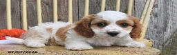 Cavapoo dogs for sale: Diesel - Ad 4