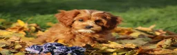 Cavapoo dogs for sale: Bryce - Ad 6