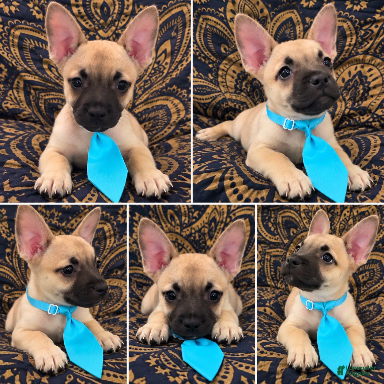 Mixed Breed dogs Designer puppy  - Ad 35