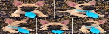 Designer puppy 