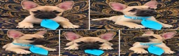 Mixed Breed dogs for sale: Designer puppy  - Ad 1