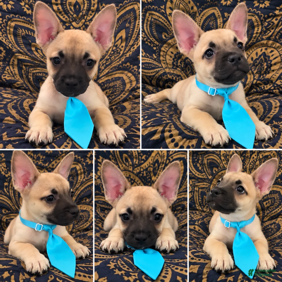 Mixed Breed dogs for sale: Designer puppy  - Ad 1