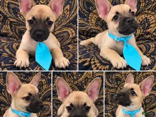 Mixed Breed dogs Designer puppy - Ad 35