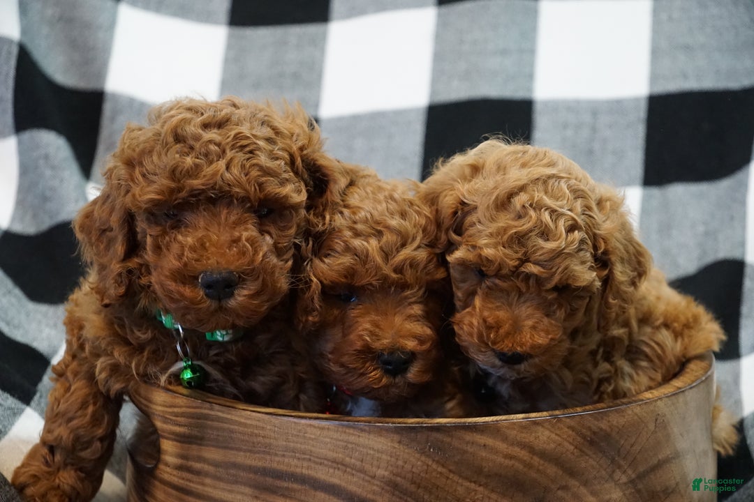 Miniature Poodle dogs for sale: Chester - Ad 10