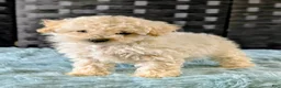 Bichpoo dogs for sale: Missy - Ad 1