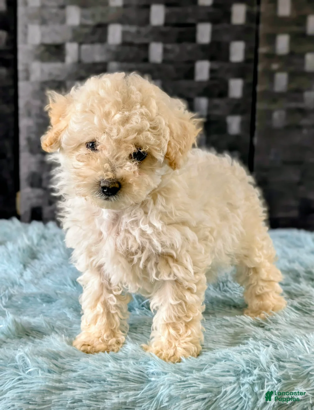 Bichpoo dogs for sale: Missy - Ad 1
