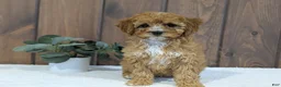Cavapoo dogs for sale: Paisley  - Ad 10