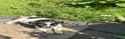 Mixed Breed dogs for sale: Dot - Ad 2